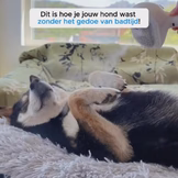 CharmPaws® Steami Pro Frisse Vacht Starter Set | Voor alle Honden & Katten