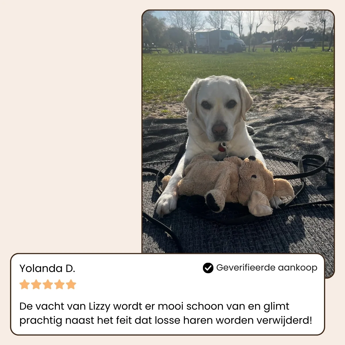 CharmPaws Steami Pro professional coat grooming brush for pets, shown in a testimonial image demonstrating its use and effectiveness.